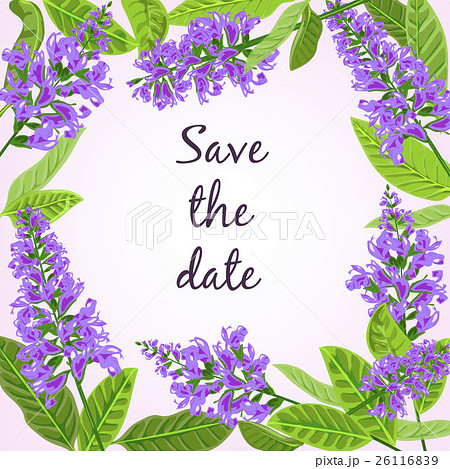 frame Flowering sage. 26116839