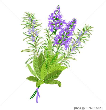Sage and rosemary flowers. Sage and rosemary flowers. 26116840