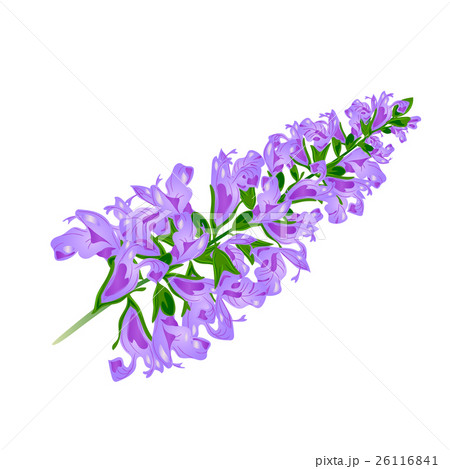 Purple flower. Sage.Vector. 26116841