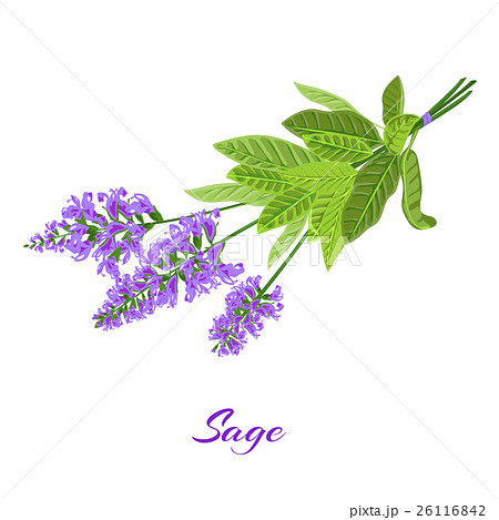 sage sage 26116842