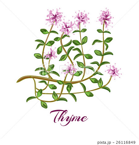 Flowering thyme. Thyme herb.  26116849