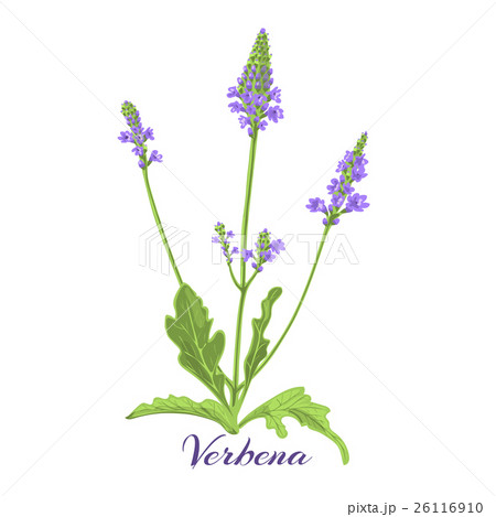 verbena 26116910