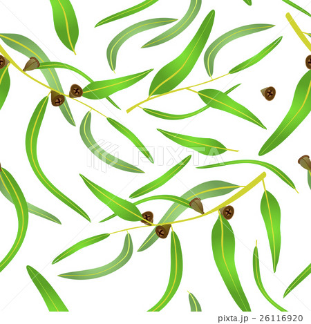 eucalyprus seamless pattern 26116920