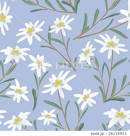 edelweiss seamless pattern 26116921