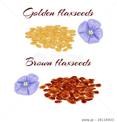 Flaxseeds and purple flax flower. 26116933