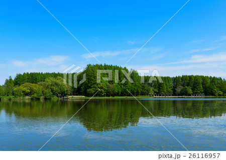 水元公園の若葉と新緑のメタセコイアの森と水面に映える景観の写真素材