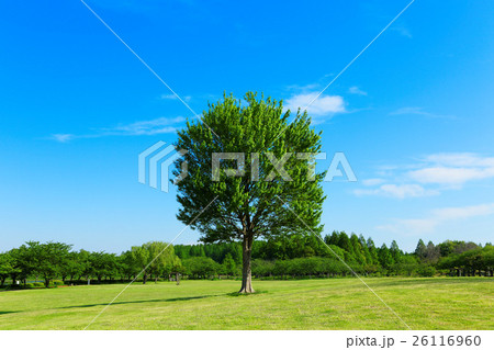 みさと公園の草原の大きなトウカエデの木の若葉と新緑 26116960