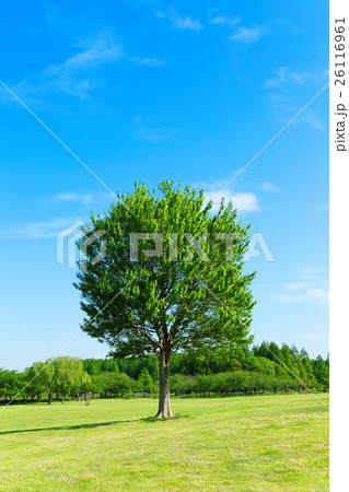 みさと公園の草原の大きなトウカエデの木の若葉と新緑 26116961