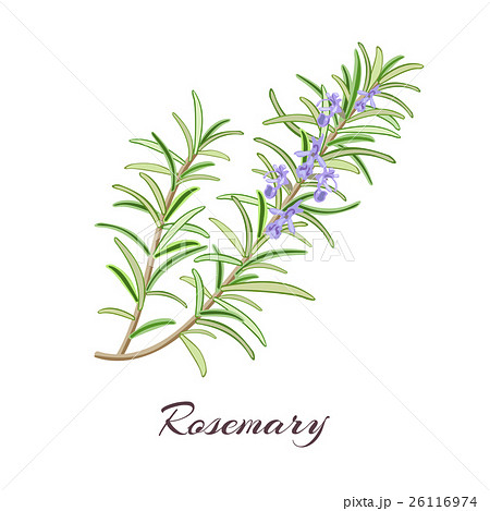 Rosemaryのイラスト素材