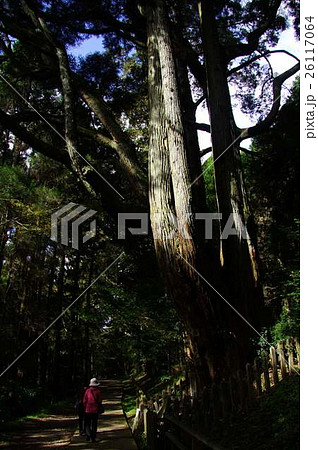 パワースポット幣立神宮の参道にある五百枝杉の横を歩く女性 パワースポット幣立神宮の参道にある五百枝杉の横を歩く女性 26117064