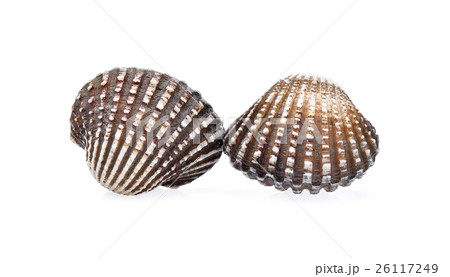 cockles seafood on white background 26117249