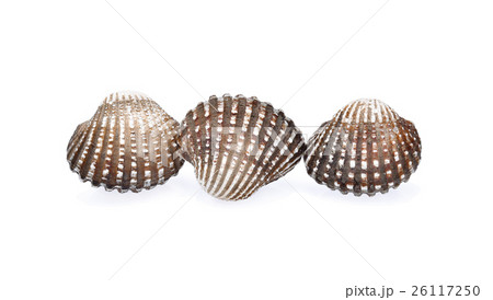 cockles seafood on white background 26117250