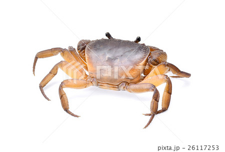 crab on white background crab on white background 26117253