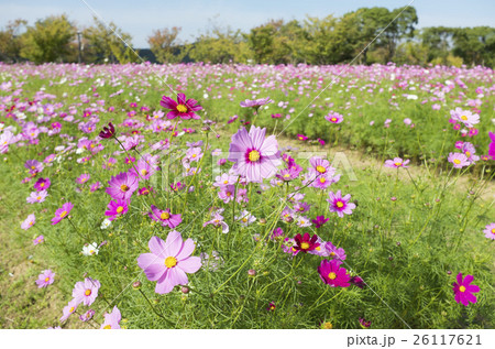 鳴門ウチノ海総合公園コスモス祭り 鳴門ウチノ海総合公園コスモス祭り 26117621