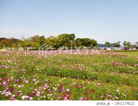 鳴門ウチノ海総合公園コスモス祭り 26117622