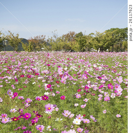鳴門ウチノ海総合公園コスモス祭り 26117623