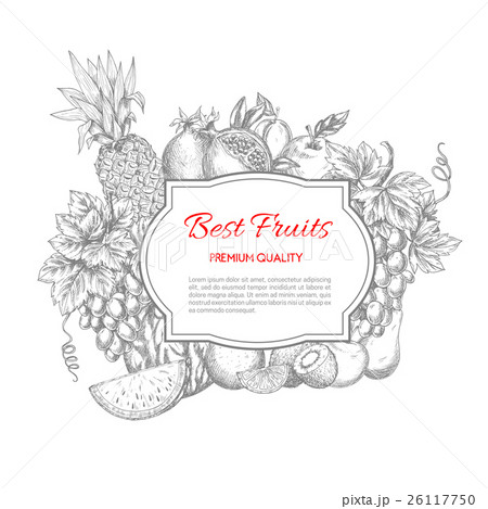 Best fruits vector sketch poster 26117750