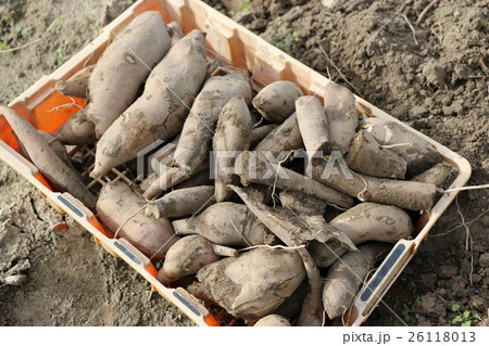 ヤーコン芋 26118013