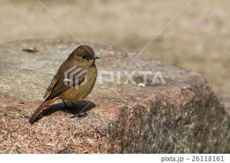 「ジョウビタキ雌」 - 岩の上で② - 「ジョウビタキ雌」 - 岩の上で② - 26118161