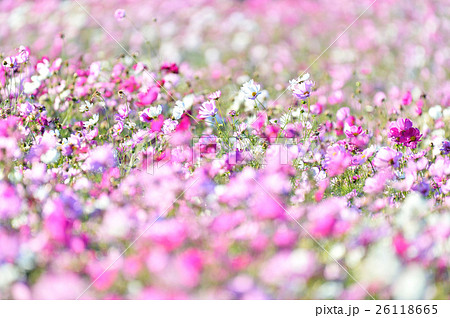 秋の花コスモス。 秋の花コスモス。 26118665