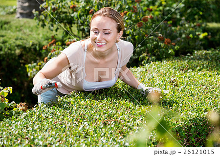 Portrait of female gardener trimming green hedge in yard 26121015
