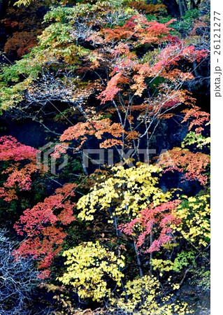 吹割の滝 吹割の滝 26121277