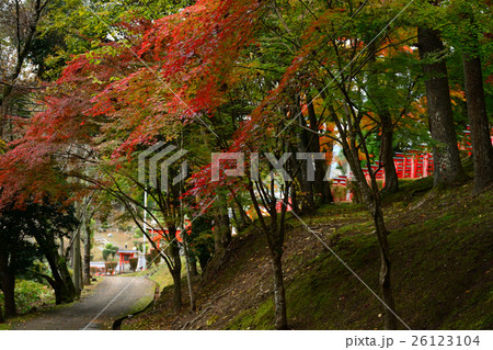 篠山市　王地公園の紅葉 26123104
