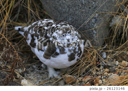 北アルプスの冬羽のライチョウ その7 北アルプスの冬羽のライチョウ その7 26123146
