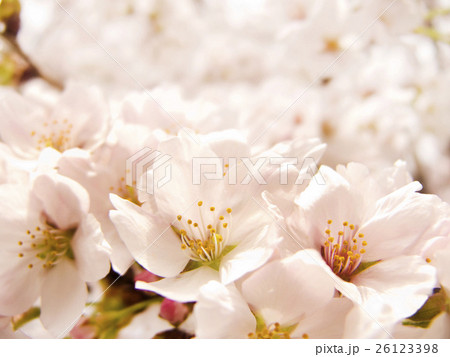 桜 26123398
