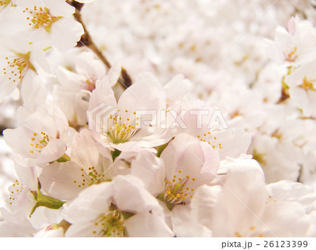 桜 26123399