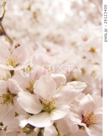 桜 桜 26123400