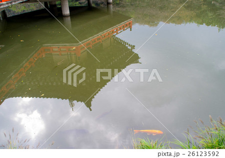 池の鯉 池の鯉 26123592