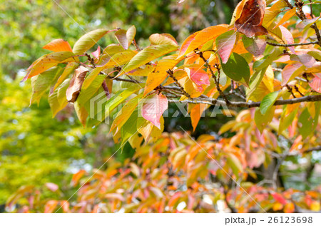 紅葉の葉っぱ 26123698