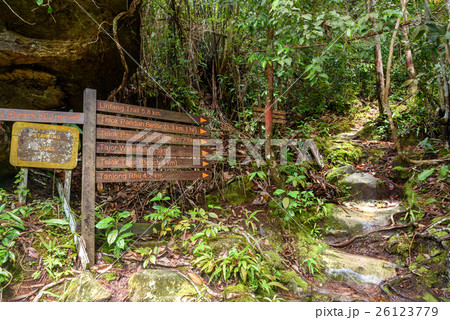 Pointer in Bako National Park 26123779
