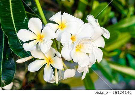 plumeria on the plumeria tree in nature background 26124146