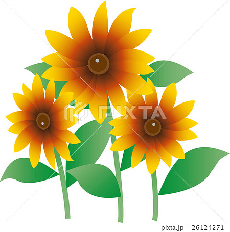 ルドベキア・カプチーノ ルドベキア・カプチーノ 26124271