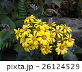 ツワブキ 26124529