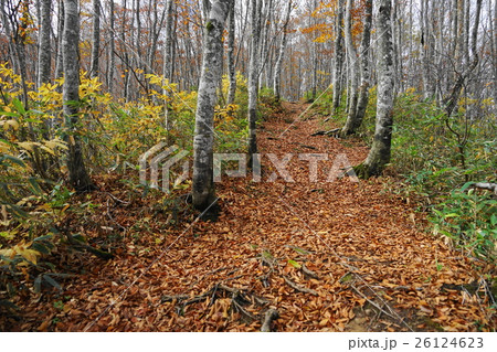 10月　裏磐梯高原15北塩原村・ブナ林の紅葉 26124623