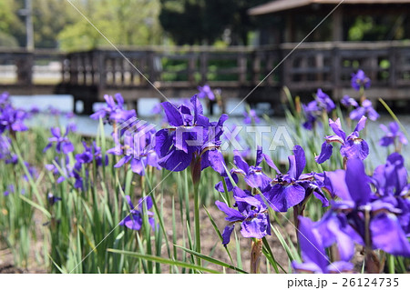 早水公園のアヤメ （宮崎県都城市） 26124735