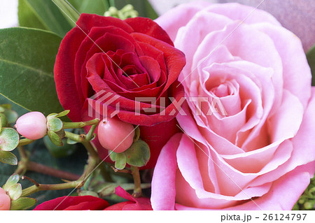 赤とピンクのバラ 26124797
