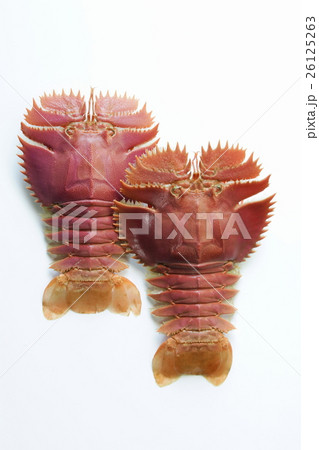 ウチワエビ 26125263