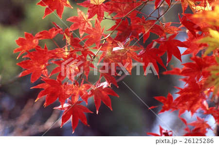 山科 勧修寺の紅葉 山科 勧修寺の紅葉 26125286