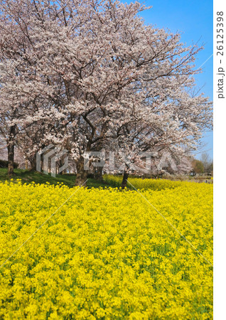 満開の桜と菜の花 26125398