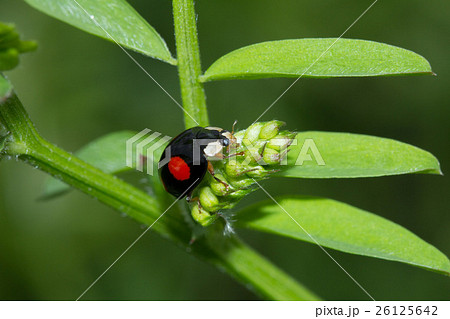 ナミテントウ 26125642