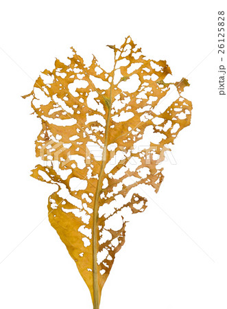 dry leaf with holes, eaten by pests isolated dry leaf with holes, eaten by pests isolated 26125828