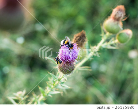 Close-up bumblebee on a thistle flower. Close-up bumblebee on a thistle flower. 26125930