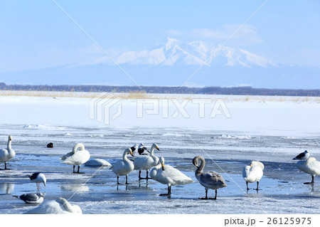 濤沸湖 斜里岳と白鳥 濤沸湖 斜里岳と白鳥 26125975