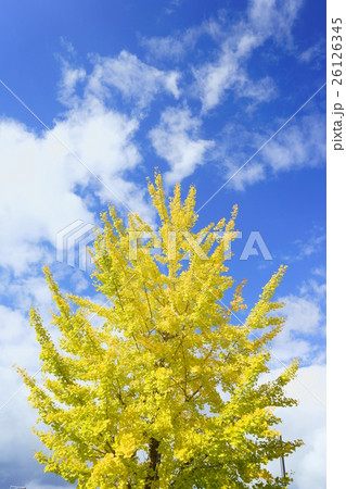 爽やか・澄んだ秋空にそびえるイチョウの木4(縦) 爽やか・澄んだ秋空にそびえるイチョウの木4(縦) 26126345