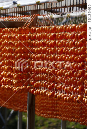 串柿の里　和歌山県かつらぎ町 26126499