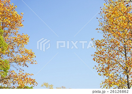 紅葉の風の並木を見上げる 紅葉の風の並木を見上げる 26126862